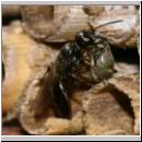 Passaloecus sp - Grabwespe 16 5-7mm mit Blattlaus.jpg